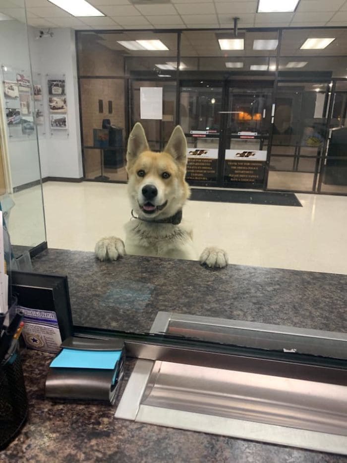 smart dog walks into a police station