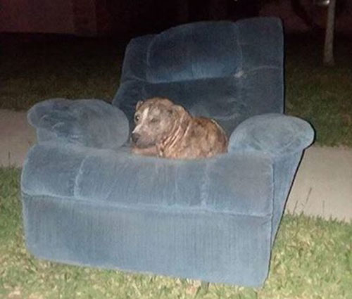 Bait Dog Only Finds Comfort In An Old Armchair