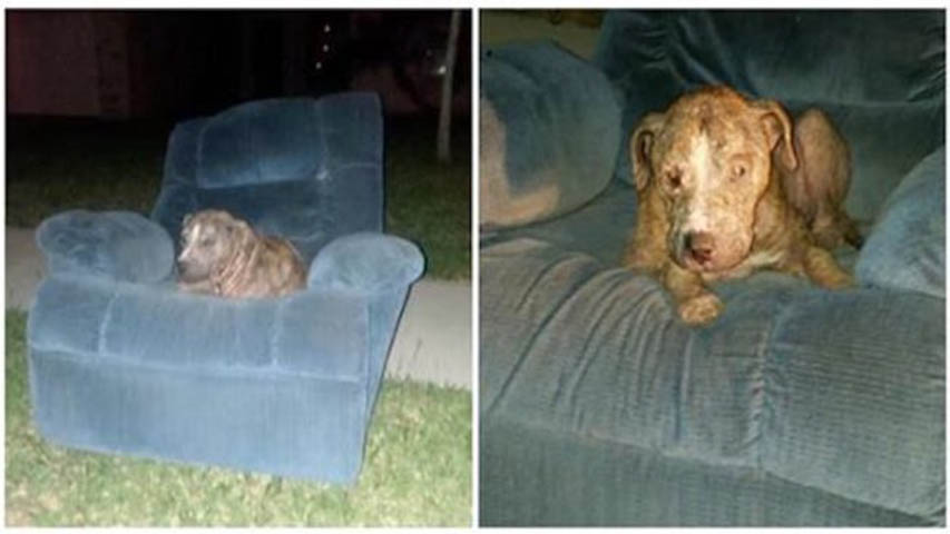 The stray dog, Duke, found a sense of security in an old armchair.