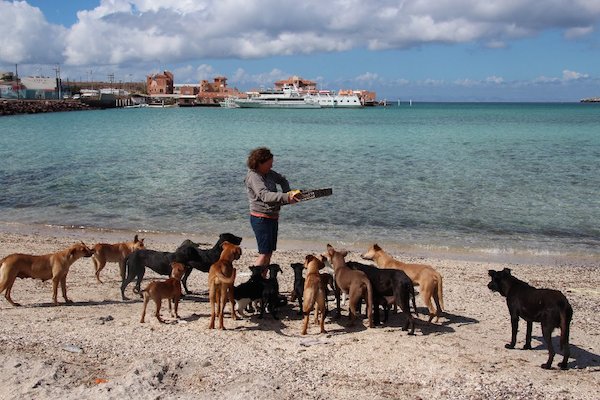 amazing couple help rescue 34 stray 7