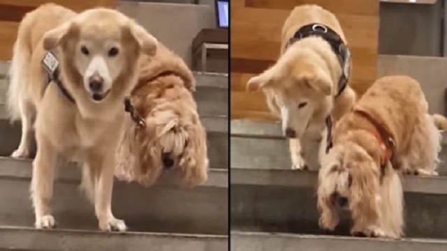 blind dog has his own personal service dog