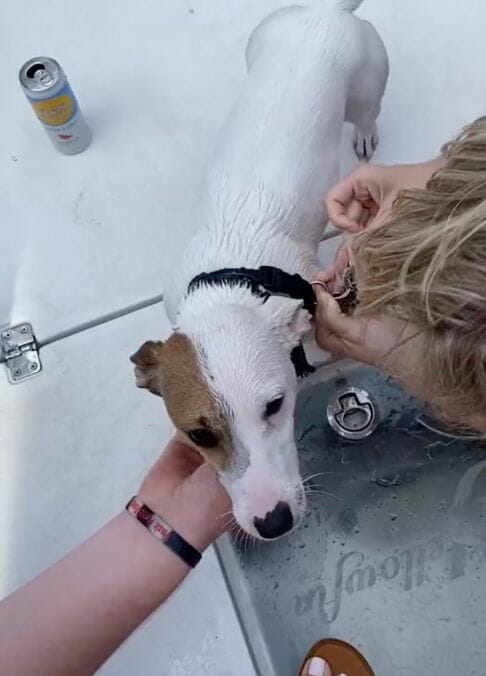 boaters save lost dog struggling in the ocean and reunite him with his family 1 1