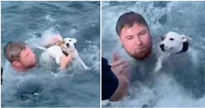 boaters save lost dog struggling in the ocean and reunite him with his family 1