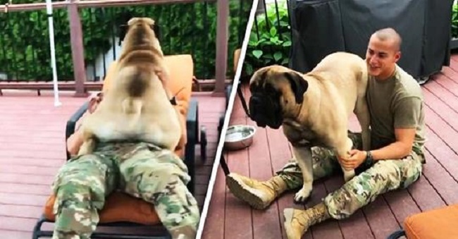 bullmastiff gets emotional when soldier owner returns home 1