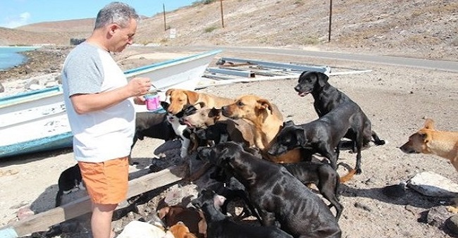 couple help 34 stray animals in mexico 1