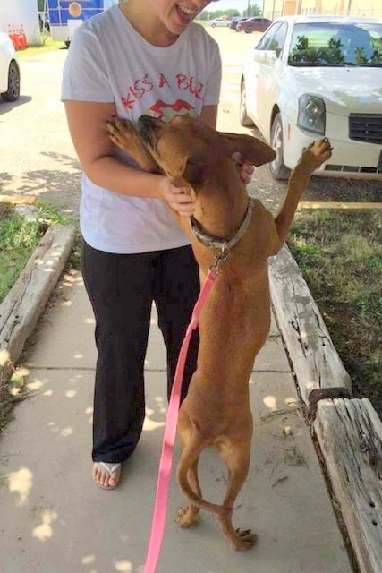 dog cried all night as no one picks her shelter shared her photo as a last resort 1 1