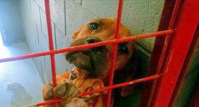 dog cried all night as no one picks her shelter shared her photo as a last resort 1