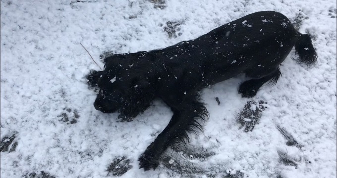 dog enjoys snow 1