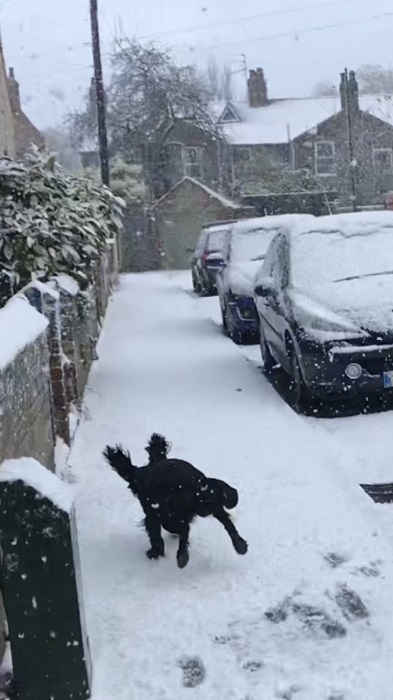 dog enjoys snow 2