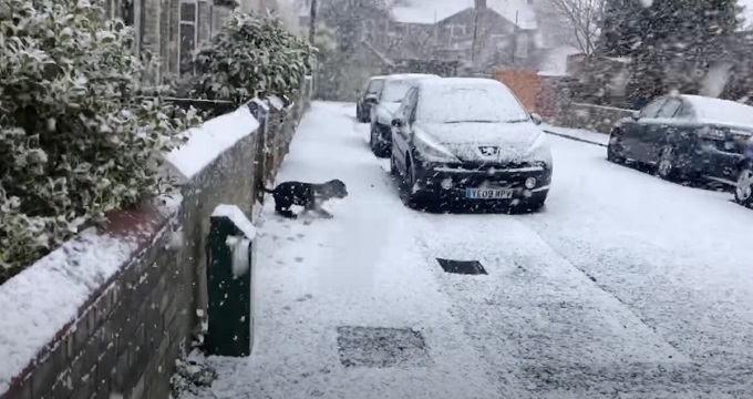 dog enjoys snow