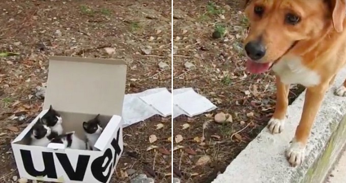 dog leads rescuer to kitten 1