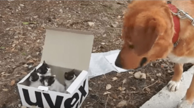 dog leads rescuer to kitten 2