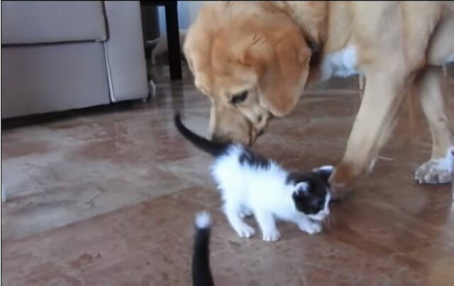 dog leads rescuer to kitten 3