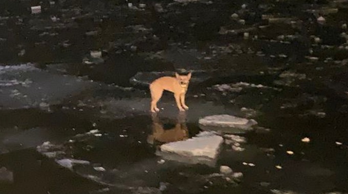 dog that was lost in the middle of a frozen lake is saved just in time 1