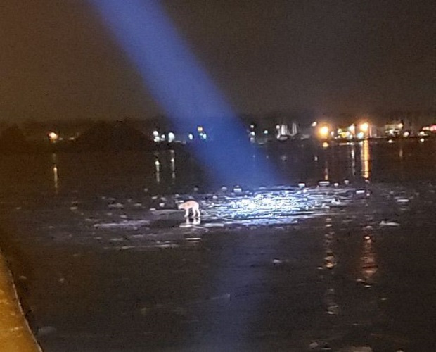 dog that was lost in the middle of a frozen lake is saved just in time 2