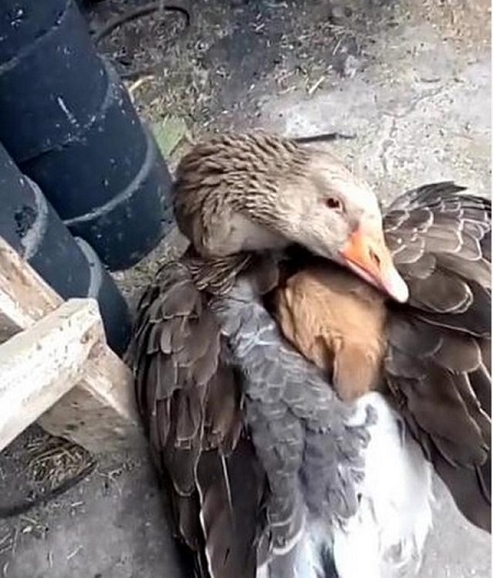 duck saves puppy cold weather 1 1