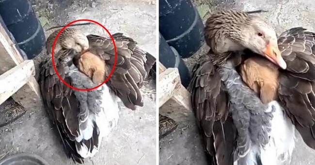 duck saves puppy cold weather 1