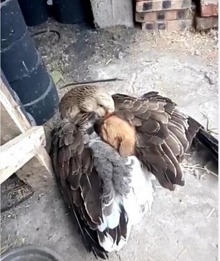 duck saves puppy cold weather 2