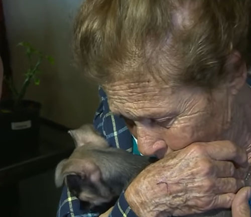 elderly couple is emotional as they receive a new puppy after tragedy 1