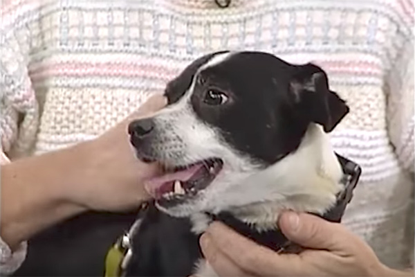 family buries dead dog 14 hours later standing outside door 2