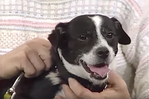 family buries dead dog 14 hours later standing outside door4