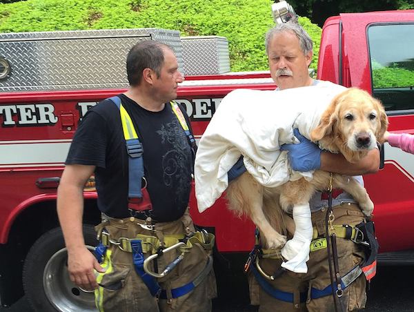 figo service dog jumps between bus and owner