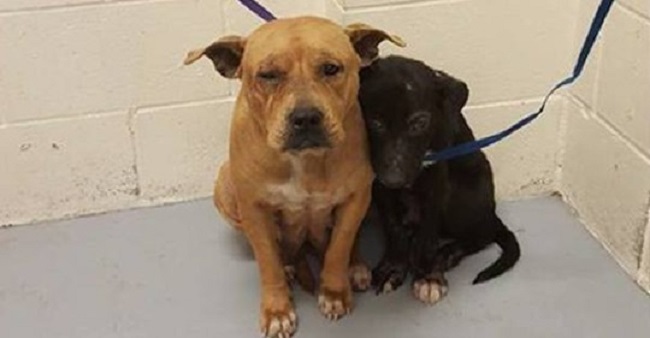 Two Frightened Pit Bulls Who Huddled Each Other At Shelter On Their Way To Brighter Future