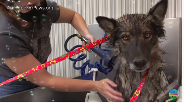 german shepherd rescued from california landfill 4