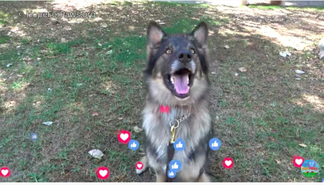 german shepherd rescued from california landfill 6