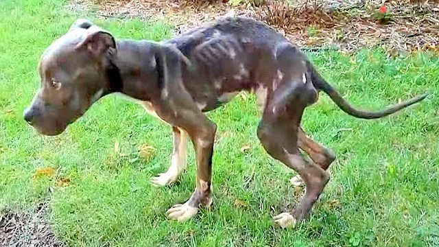 his owner starved him of food and water for months dumped him in gutter to die 1 1