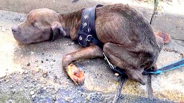 his owner starved him of food and water for months dumped him in gutter to die 1