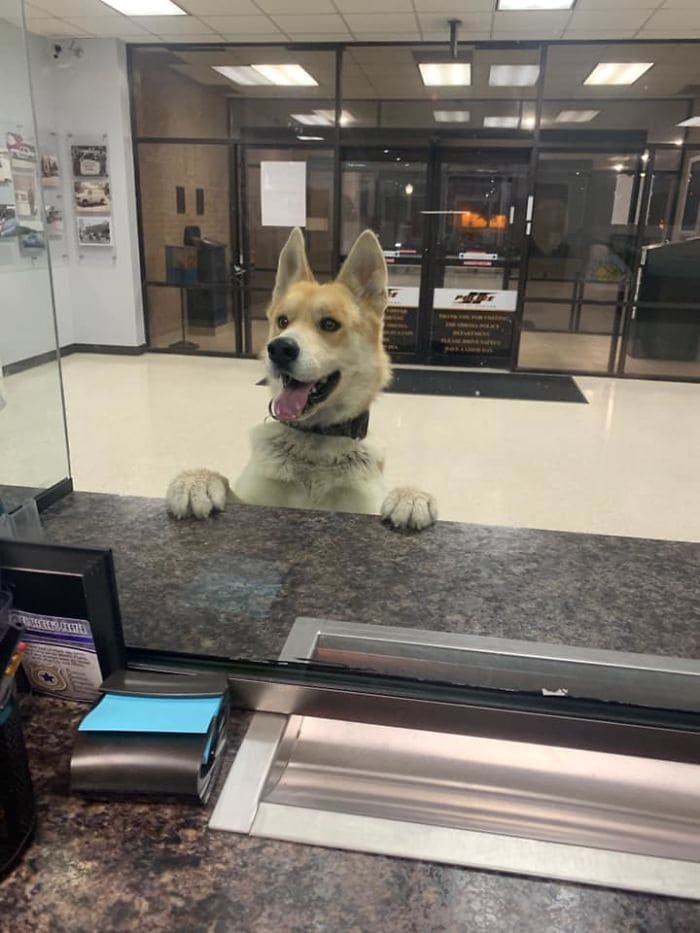 smart dog walks into a police station