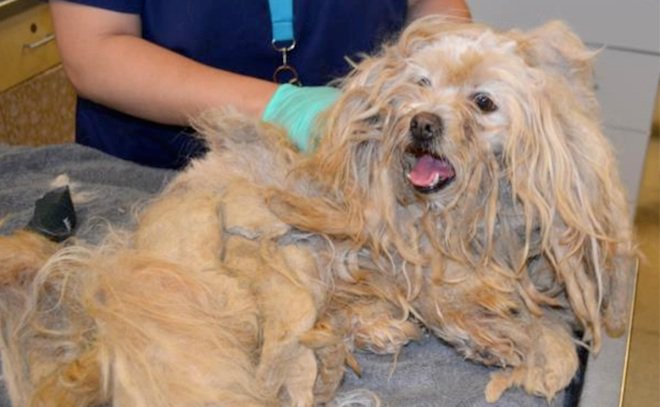 lhasa apso reported dead found neglected 1