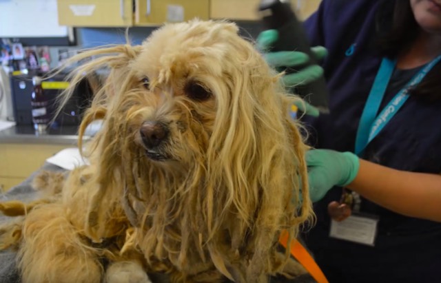 lhasa apso reported dead found neglected 2