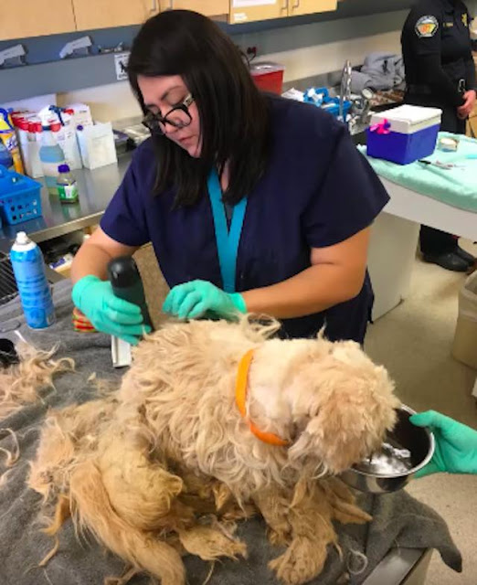 lhasa apso reported dead found neglected 3