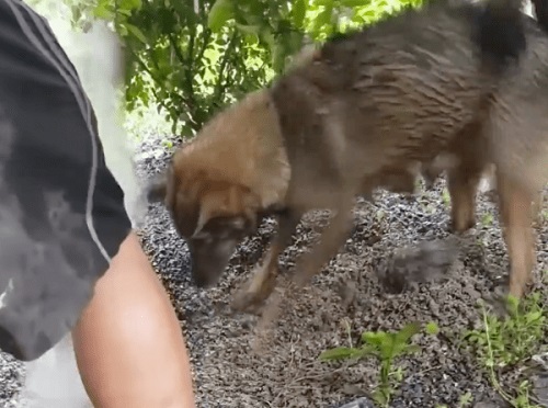 mama dog races the clock to saving drowning puppies stuck in rising waters 1