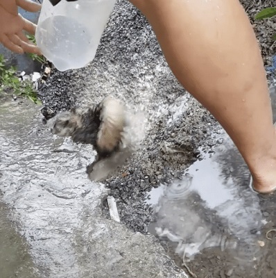 mama dog races the clock to saving drowning puppies stuck in rising waters 2