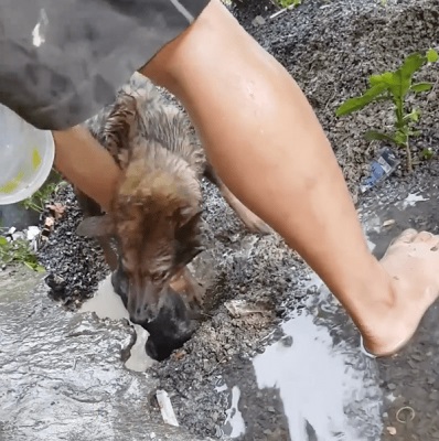 mama dog races the clock to saving drowning puppies stuck in rising waters 3 1