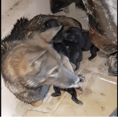 mama dog races the clock to saving drowning puppies stuck in rising waters 4