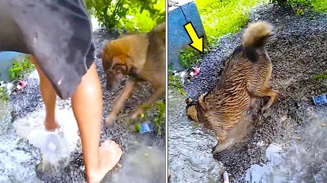 mama dog races the clock to saving drowning puppies stuck in rising waters