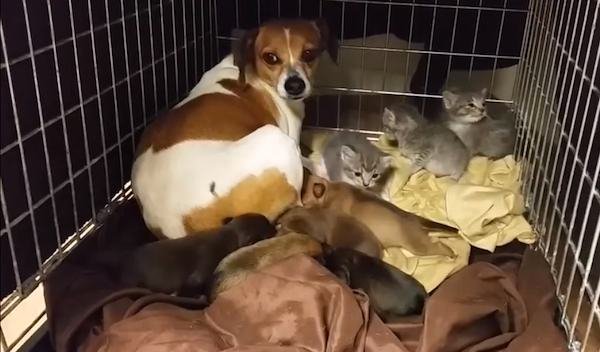 mary beagle dog fosters kittens 1