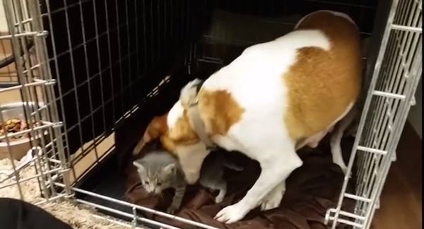 mary beagle dog fosters kittens 2