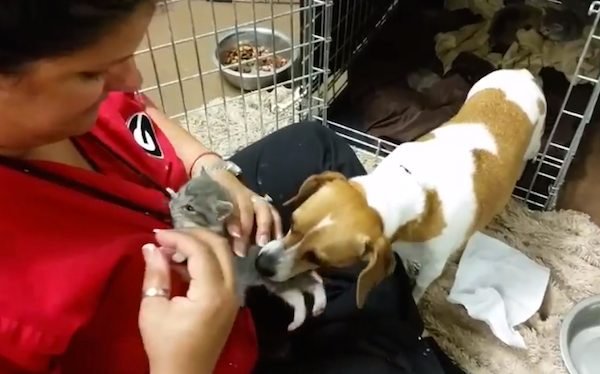 mary beagle dog fosters kittens 3