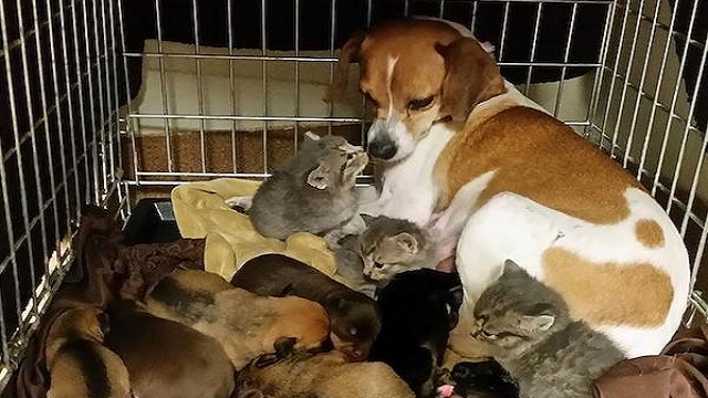 mary beagle dog fosters kittens 4