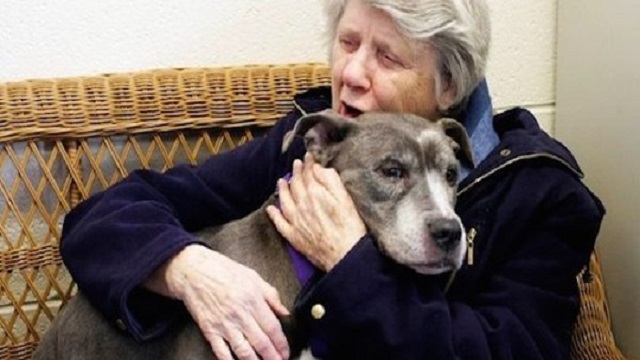 nuns adopt unwanted pit bull 1