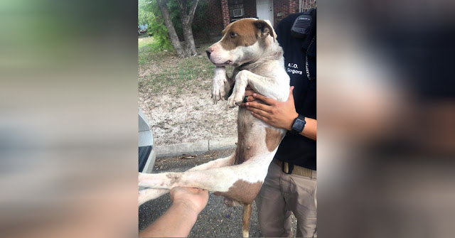 paralyzed and malnourished dog kept chained to a tree is finally rescued 1 1