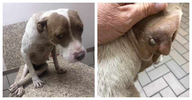 paralyzed and malnourished dog kept chained to a tree is finally rescued 3