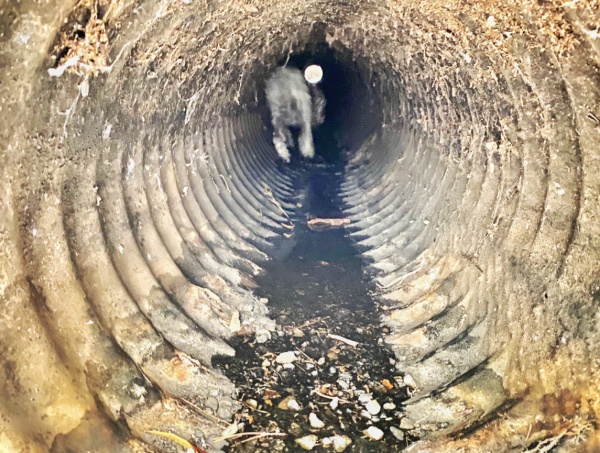 petrified pooch lives 3 days in a storm drain as firefighters rush to get her out 1 1