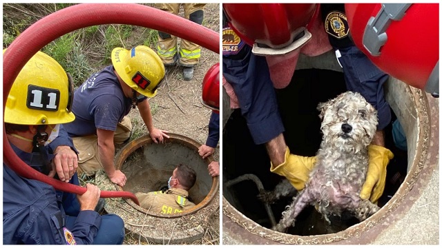 petrified pooch lives 3 days in a storm drain as firefighters rush to get her out 1