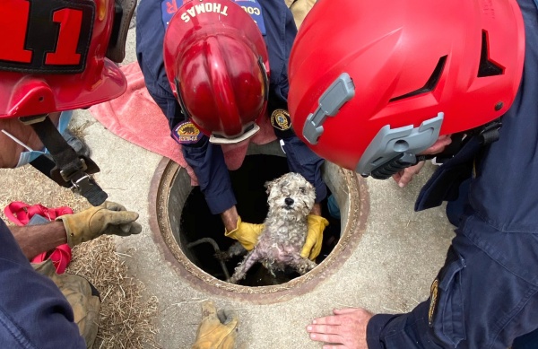 petrified pooch lives 3 days in a storm drain as firefighters rush to get her out 2